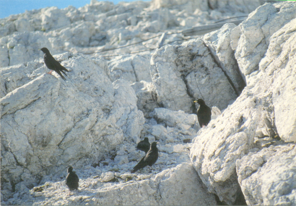 TRENTINO ALTO ADIGE - 1994 - immagine 4